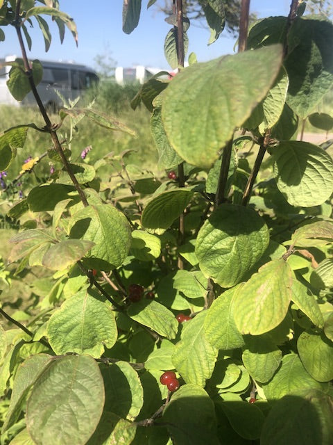 Gewöhnliche Heckenkirsche — Bild 4