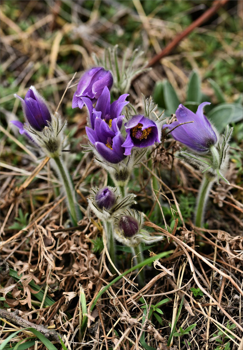 Gewöhnliche Küchenschelle — Bild 1
