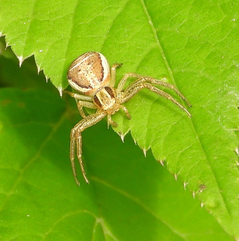 Gewöhnliche Krabbenspinne — Bild 2