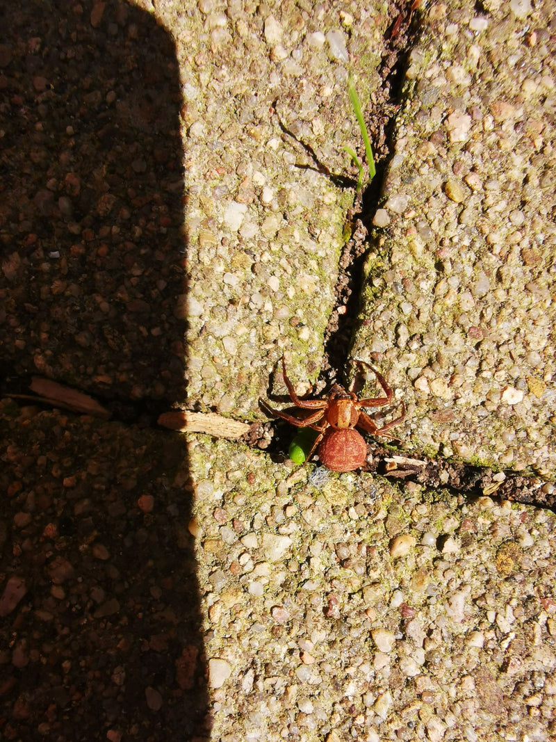 Gewöhnliche Krabbenspinne — Bild 1