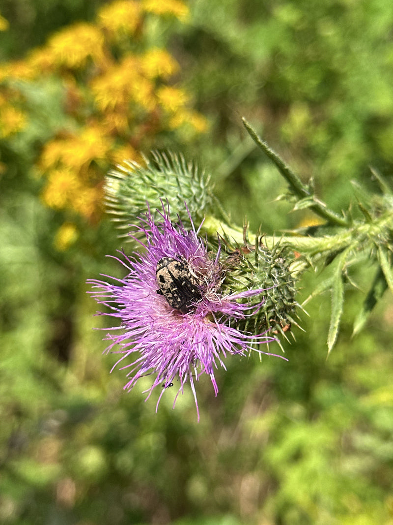 Gewöhnliche Kratzdistel — Bild 5