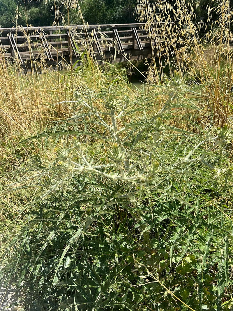Gewöhnliche Kratzdistel — Bild 1