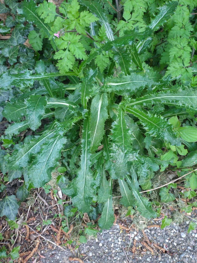Gewöhnliche Kratzdistel — Bild 4