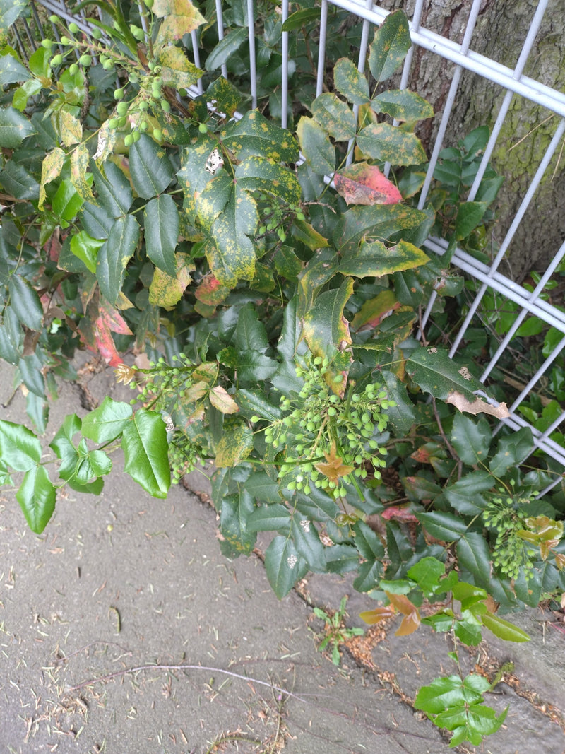 Mahonie — Bild 5