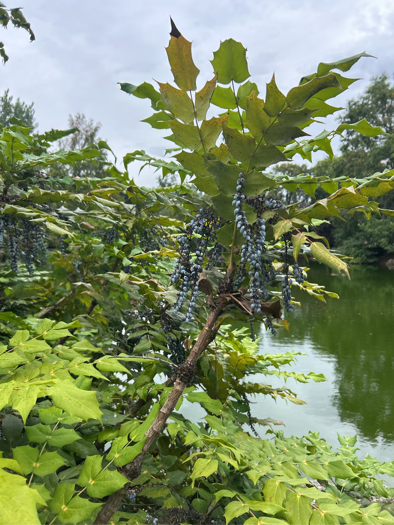 Mahonie — Bild 3