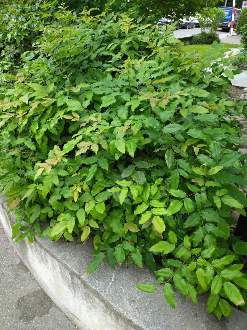 Mahonie — Bild 2