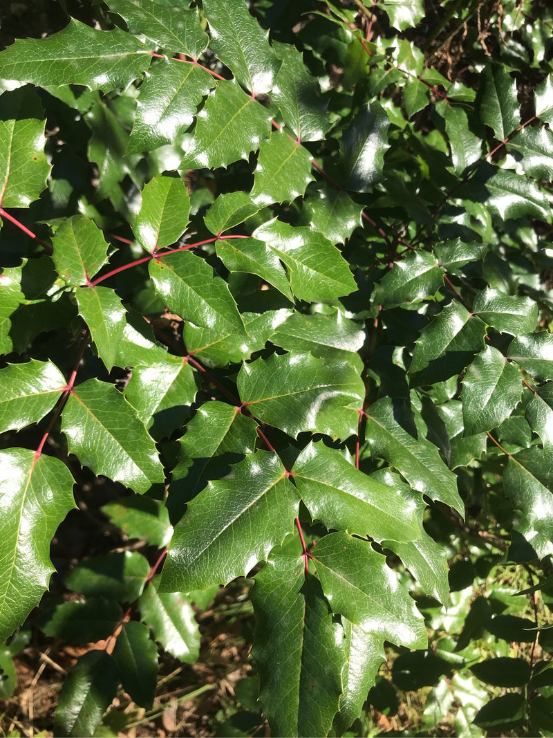 Mahonie — Bild 2 von 20