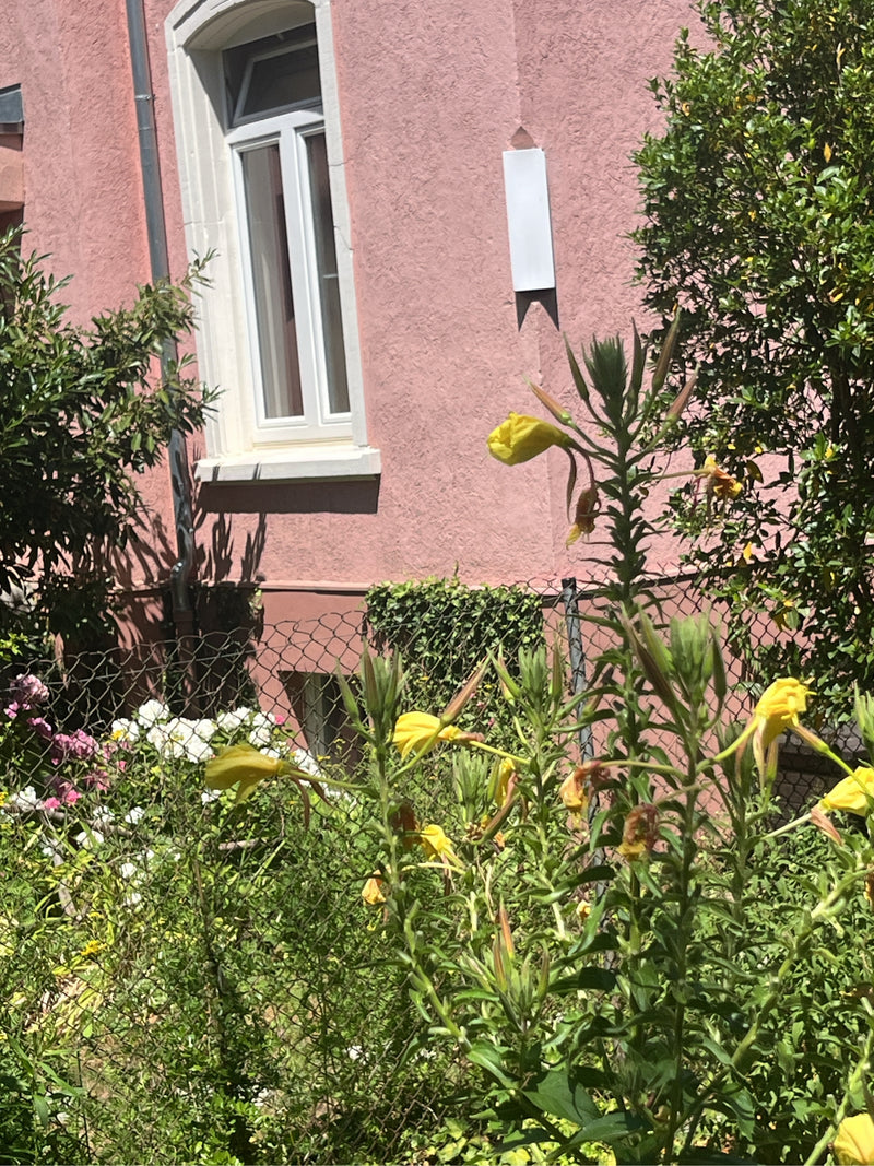 Nachtkerze — Bild 4