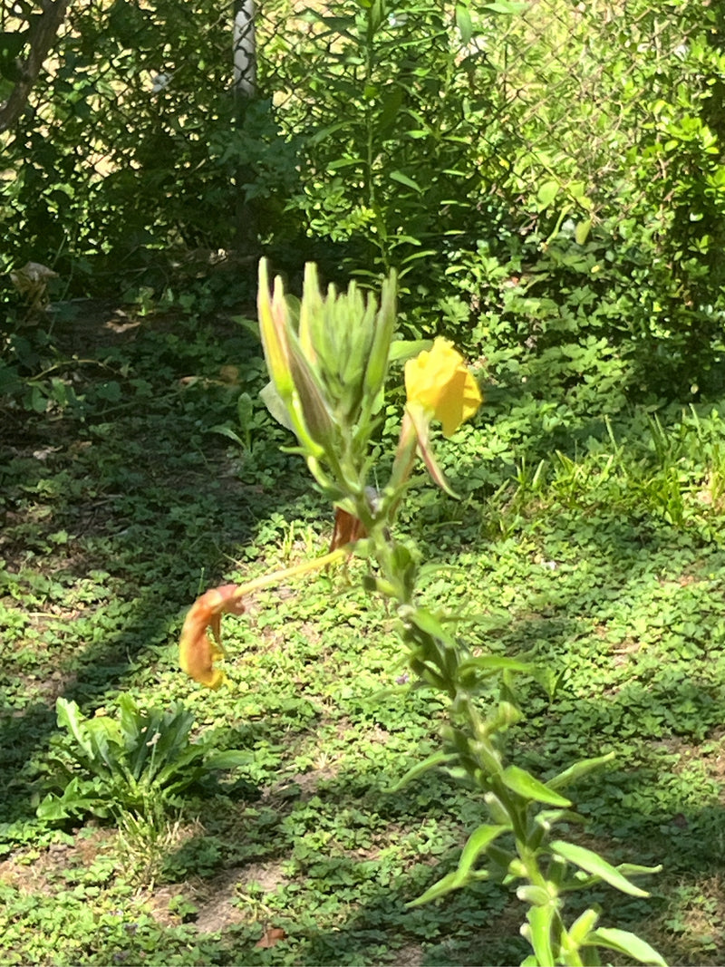 Nachtkerze — Bild 5
