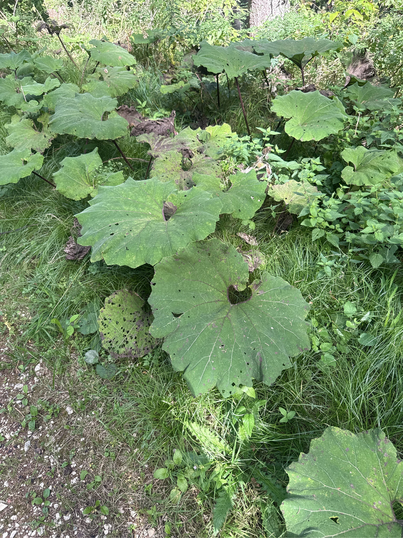 Gewöhnliche Pestwurz — Bild 1 von 1