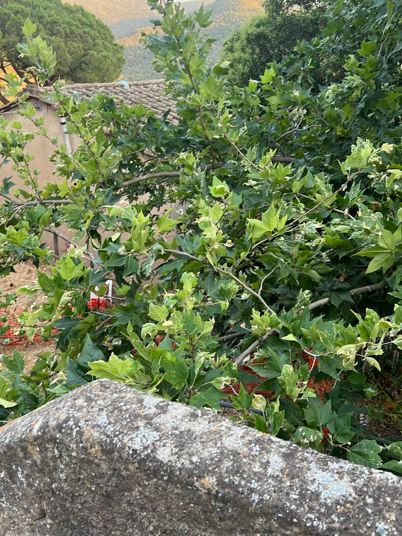 Ahornblättrige Platane — Bild 5