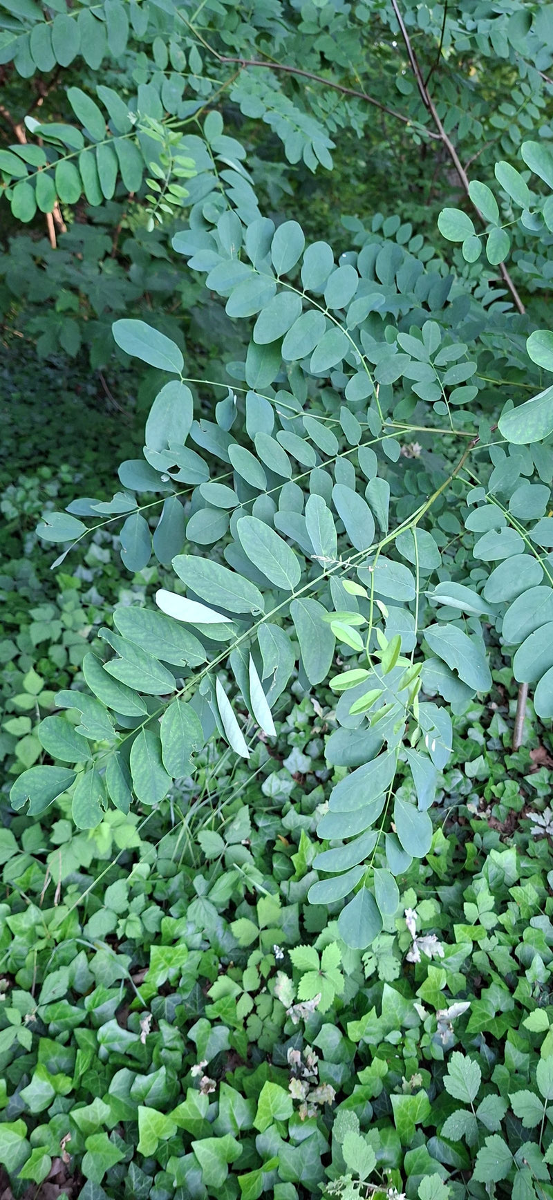 Zu sehen sind die typischen, unpaarig gefiederten Blätter der Gewöhnlichen Robinie an einem Zweig. Im Hintergrund wächst dichter Waldbodenbewuchs.
