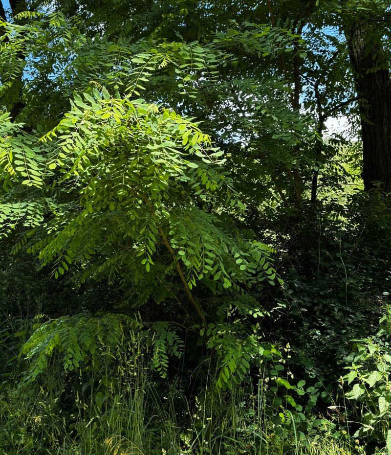 Gewöhnliche Robinie — Bild 1