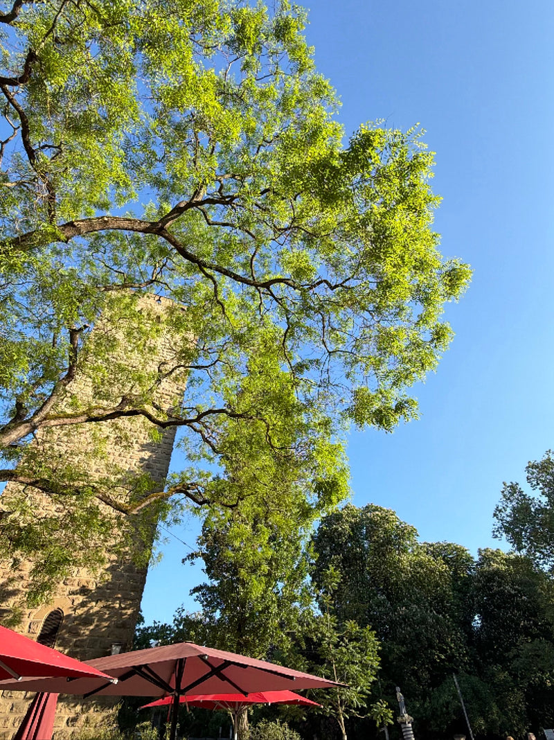 Zu sehen ist eine Gewöhnliche Robinie mit grünem Laub, aufgenommen von unten vor blauem Himmel und einem alten Turm.