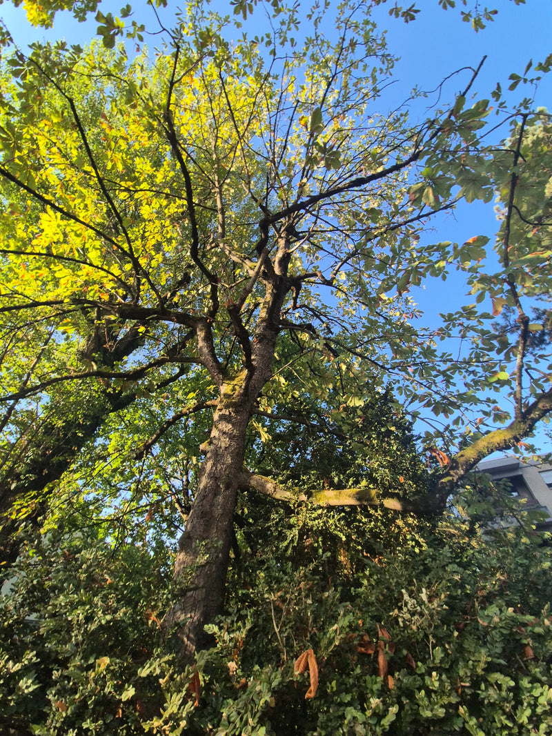 Gewöhnliche Rosskastanie — Bild 5