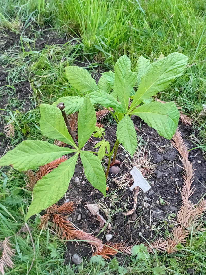 Gewöhnliche Rosskastanie — Bild 2