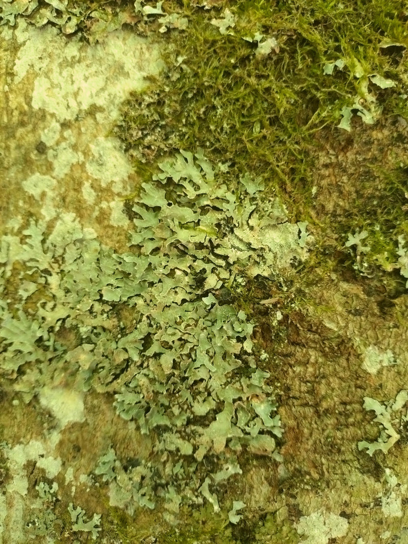 Gewöhnliche Schüsselflechte — Bild 1