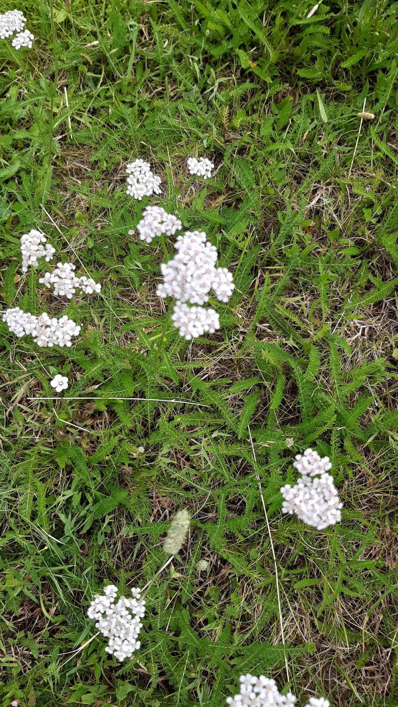 Gemeine Schafgarbe — Bild 4
