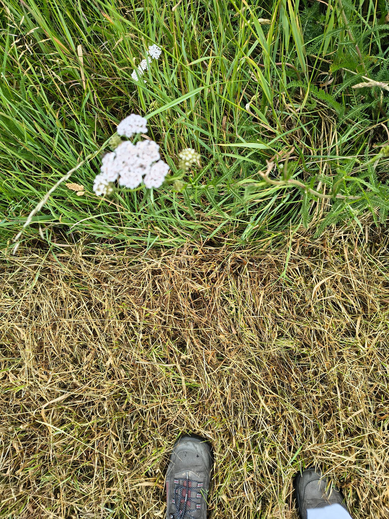 Gemeine Schafgarbe — Bild 1