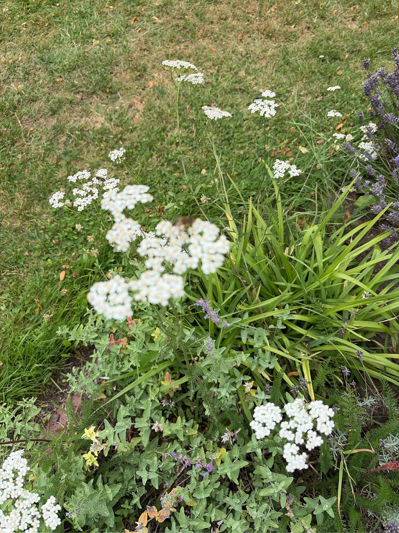 Gemeine Schafgarbe — Bild 5