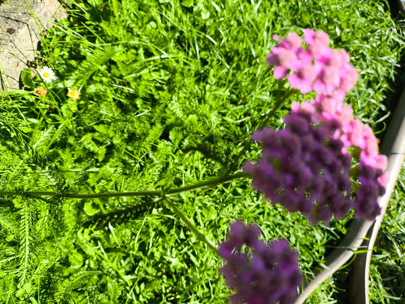 Zu sehen ist eine Gemeine Schafgarbe mit auffälligen, rosa Blütenständen und feingefiederten Blättern. Sie wächst auf einer grünen Wiese im hellen Sonnenlicht.