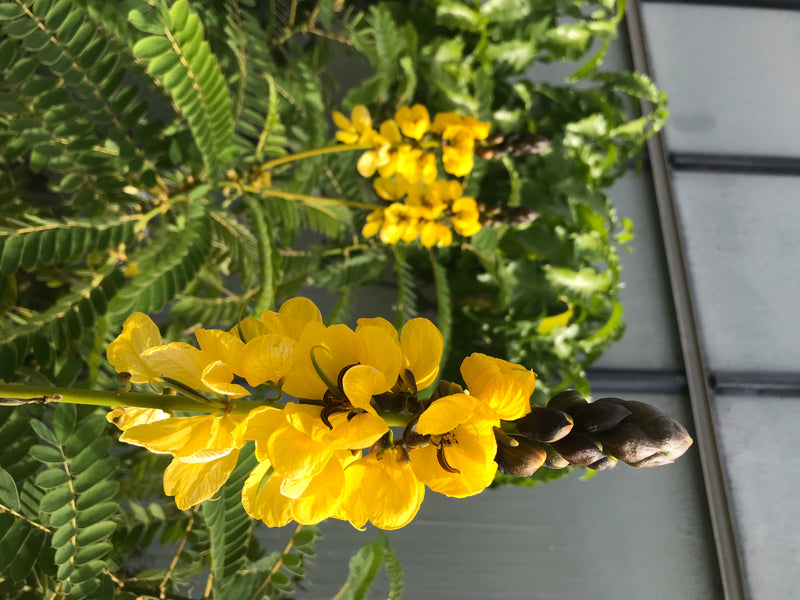 Gewöhnliche Senna — Bild 4 von 12