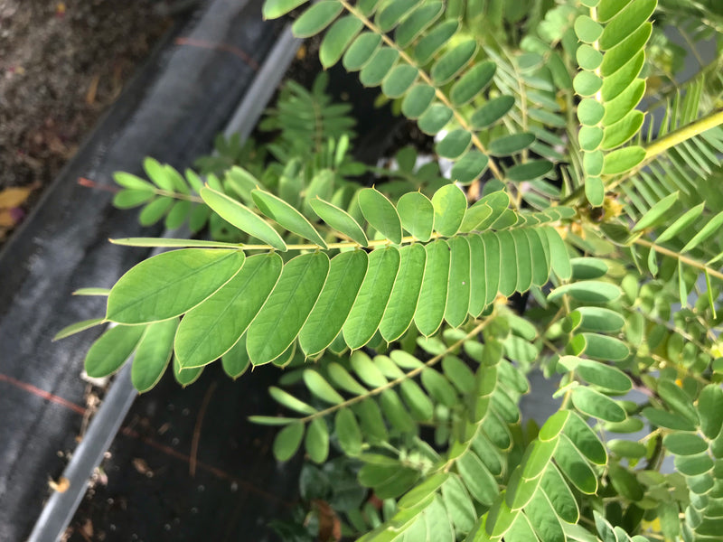 Gewöhnliche Senna — Bild 3 von 12