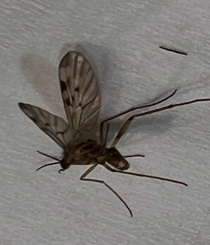 Gewöhnliche Stelzmücke — Bild 3