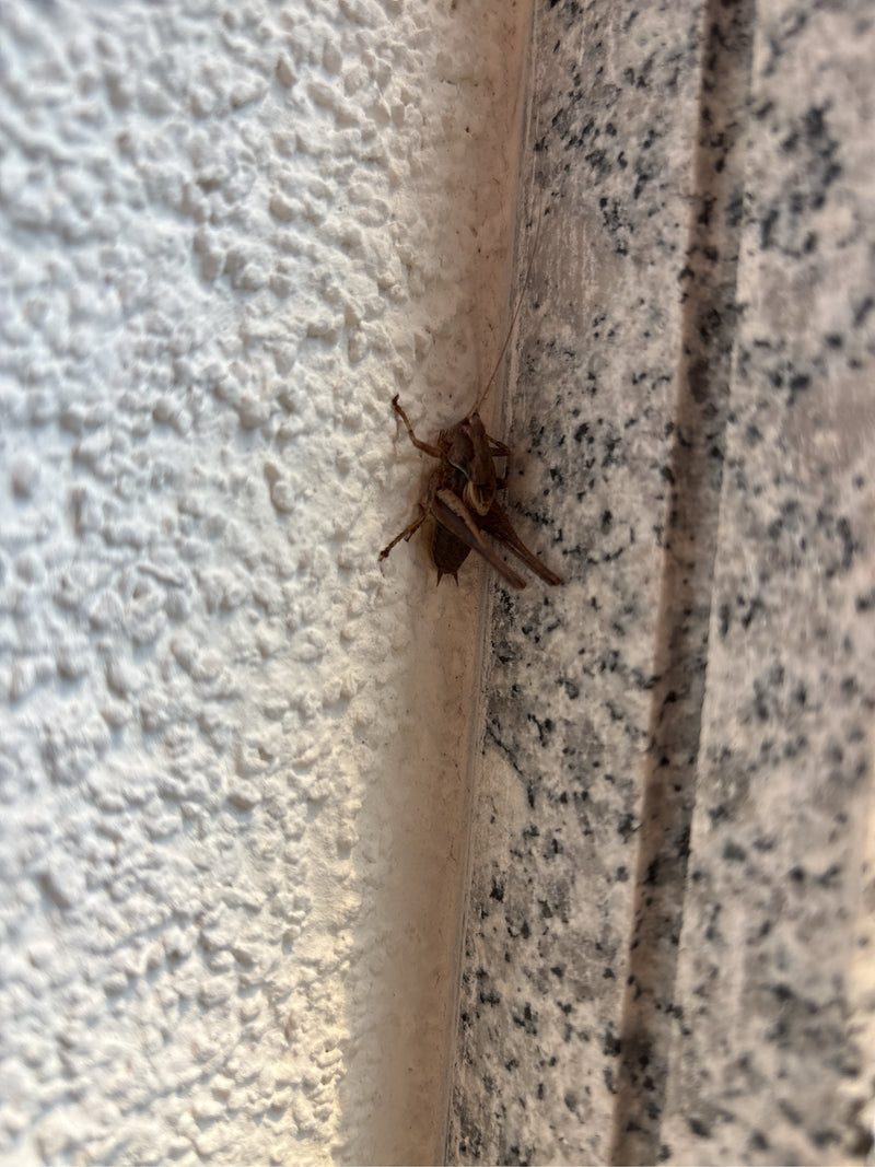 Gewöhnliche Strauchschrecke — Bild 4