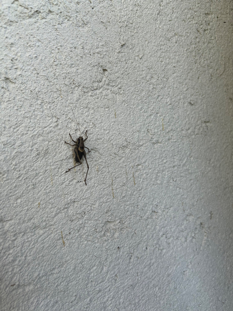 Gewöhnliche Strauchschrecke — Bild 3