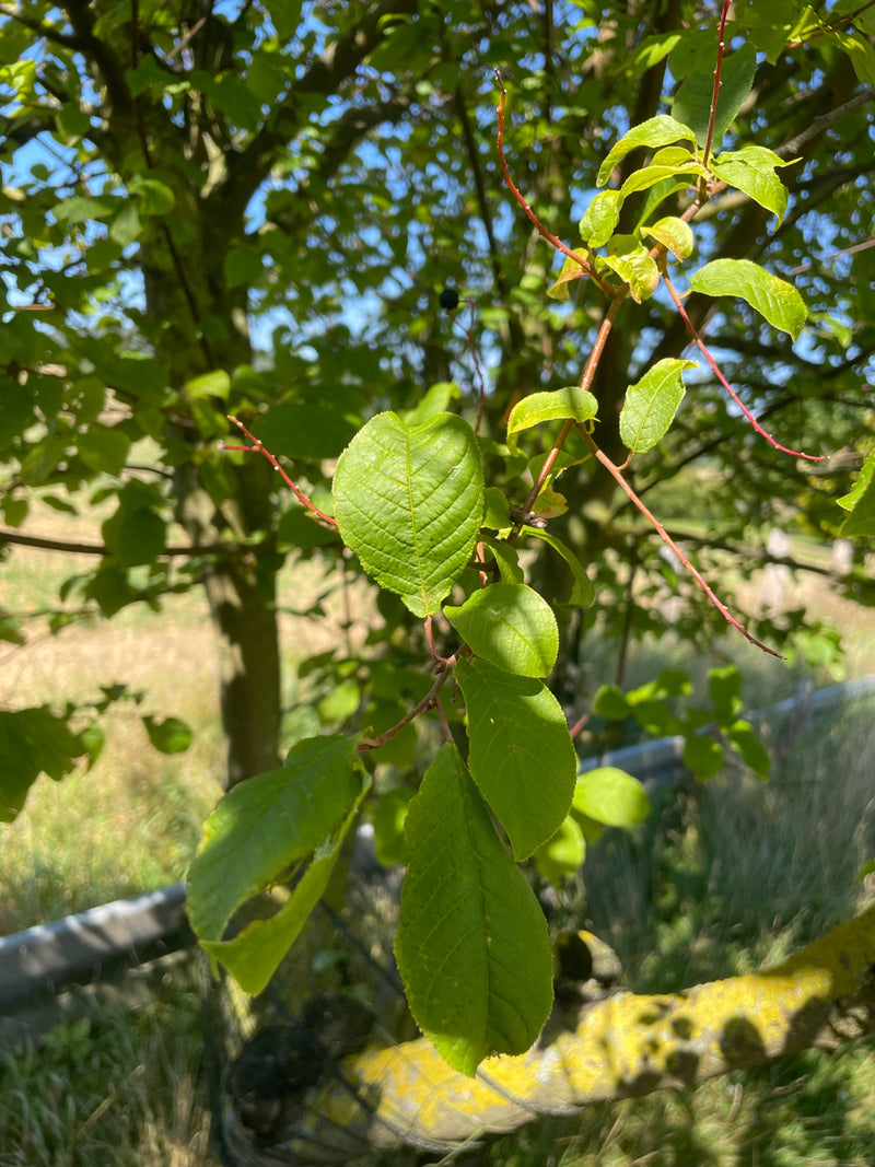 Gewöhnliche Traubenkirsche — Bild 3