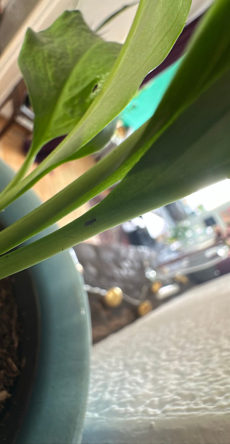 Bradysia Impatiens — Bild 3