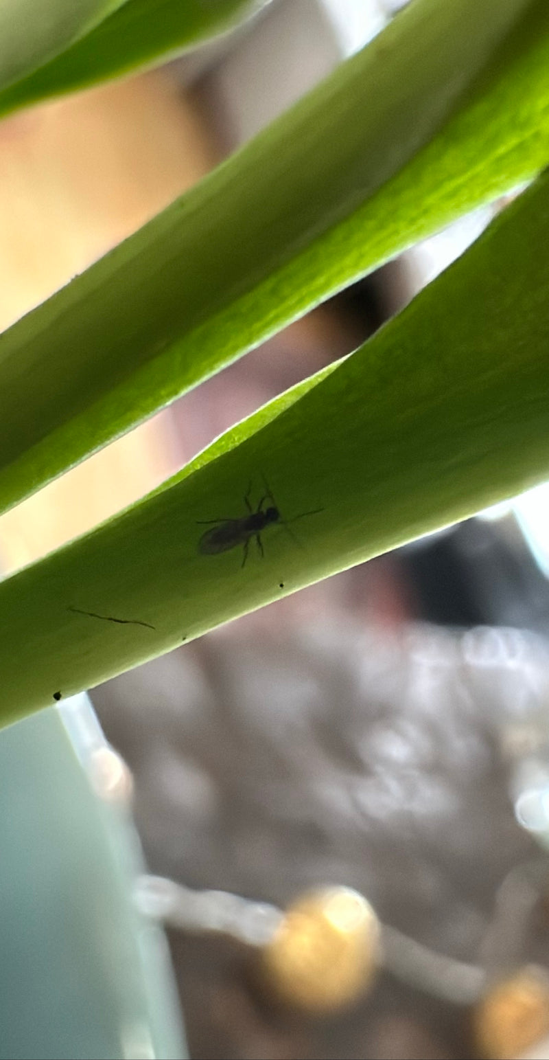 Bradysia Impatiens — Bild 4