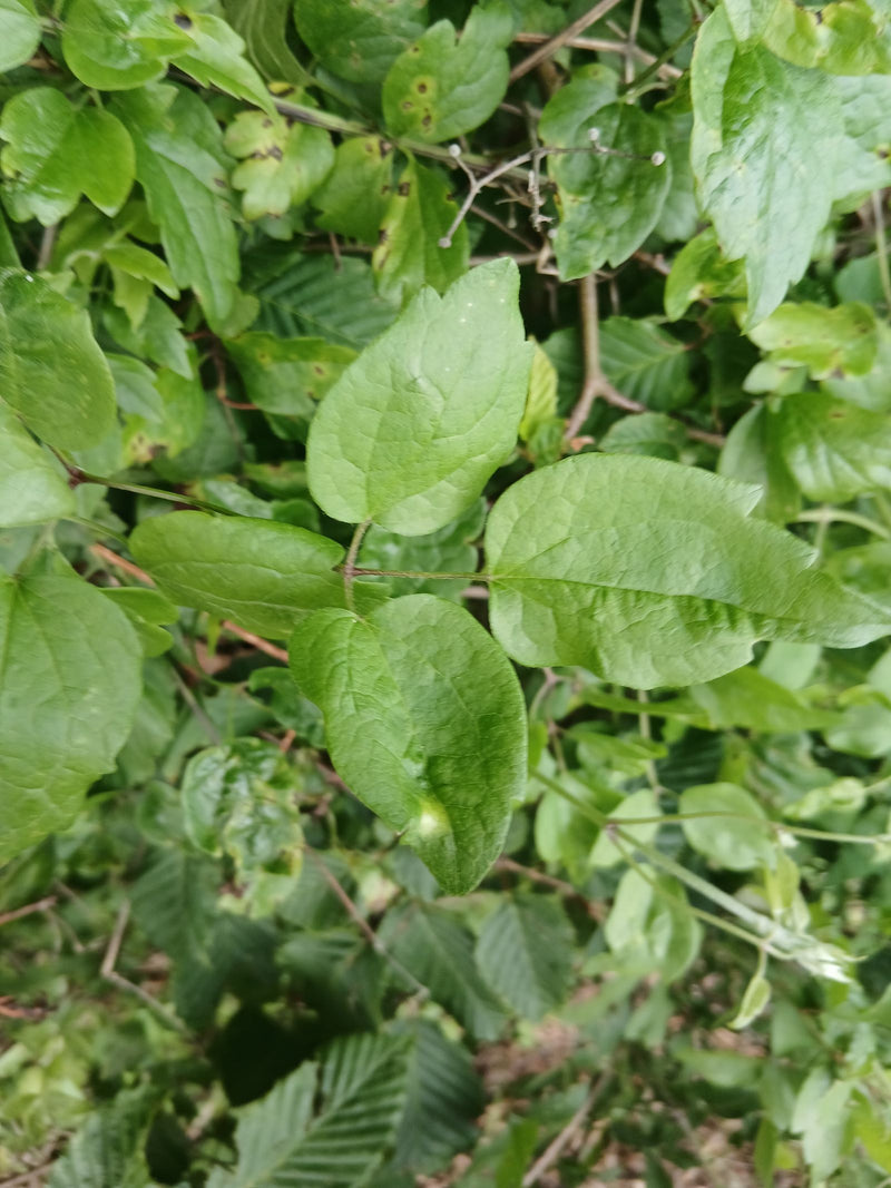 Gewöhnliche Waldrebe — Bild 2
