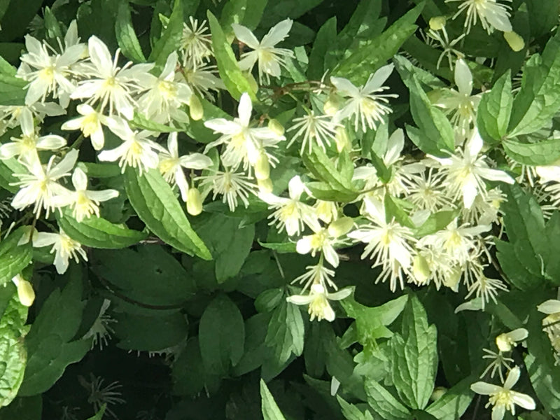 Gewöhnliche Waldrebe — Bild 5 von 9