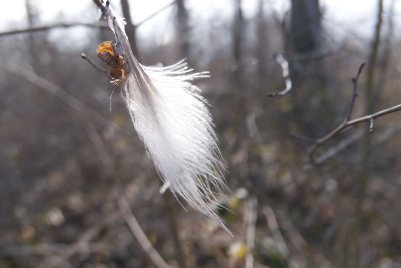Gewöhnliche Waldrebe — Bild 1
