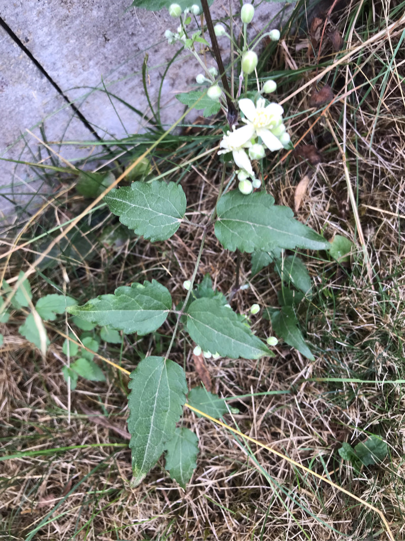 Gewöhnliche Waldrebe — Bild 1 von 9