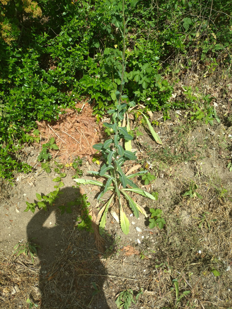 Wegwarte — Bild 2