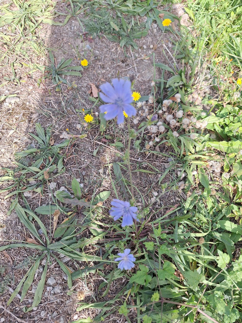 Eine blühende Wegwarte mit mehreren hellblauen Blüten wächst an einem lückig bewachsenen Wegrand.
