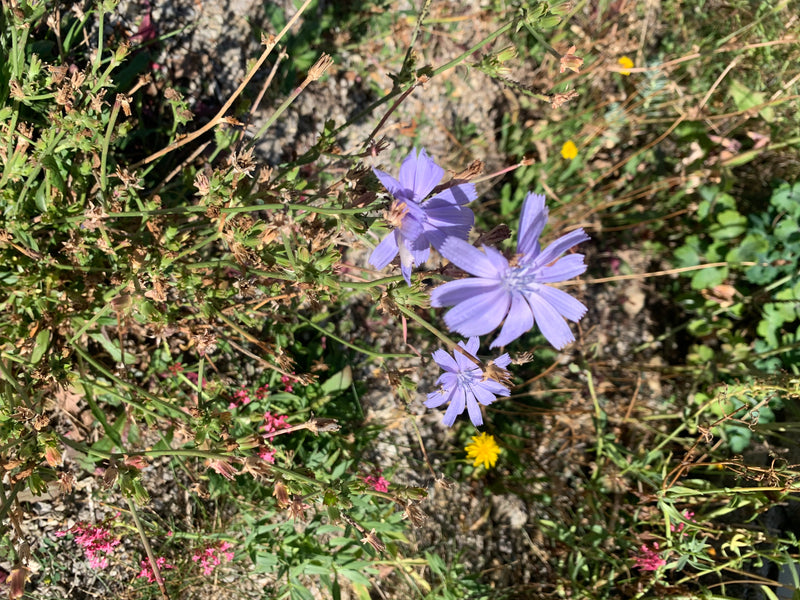 Auf dem Bild sind mehrere leuchtend blaue Blüten der Wegwarte zu sehen. Sie wachsen an verzweigten Stängeln inmitten von Gras und Wildkräutern.