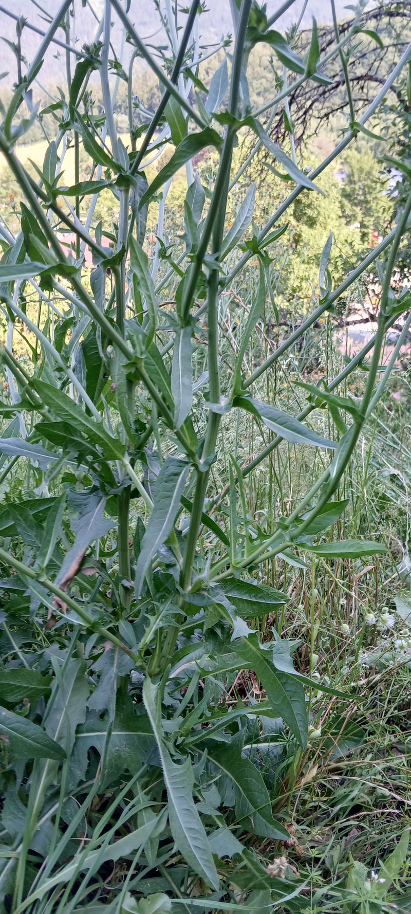 Wegwarte — Bild 4