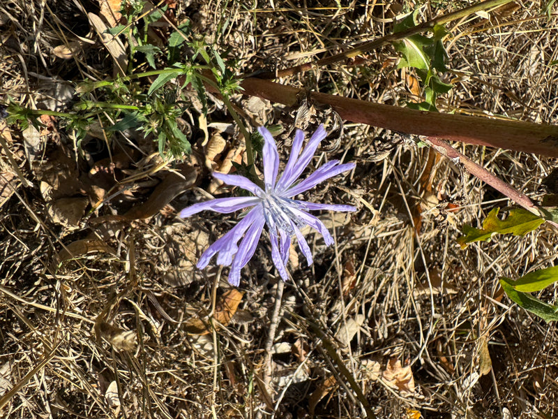 Eine geöffnete hellblaue Blüte der Wegwarte ist aus der Vogelperspektive über trockenem Boden und Pflanzenresten zu sehen.