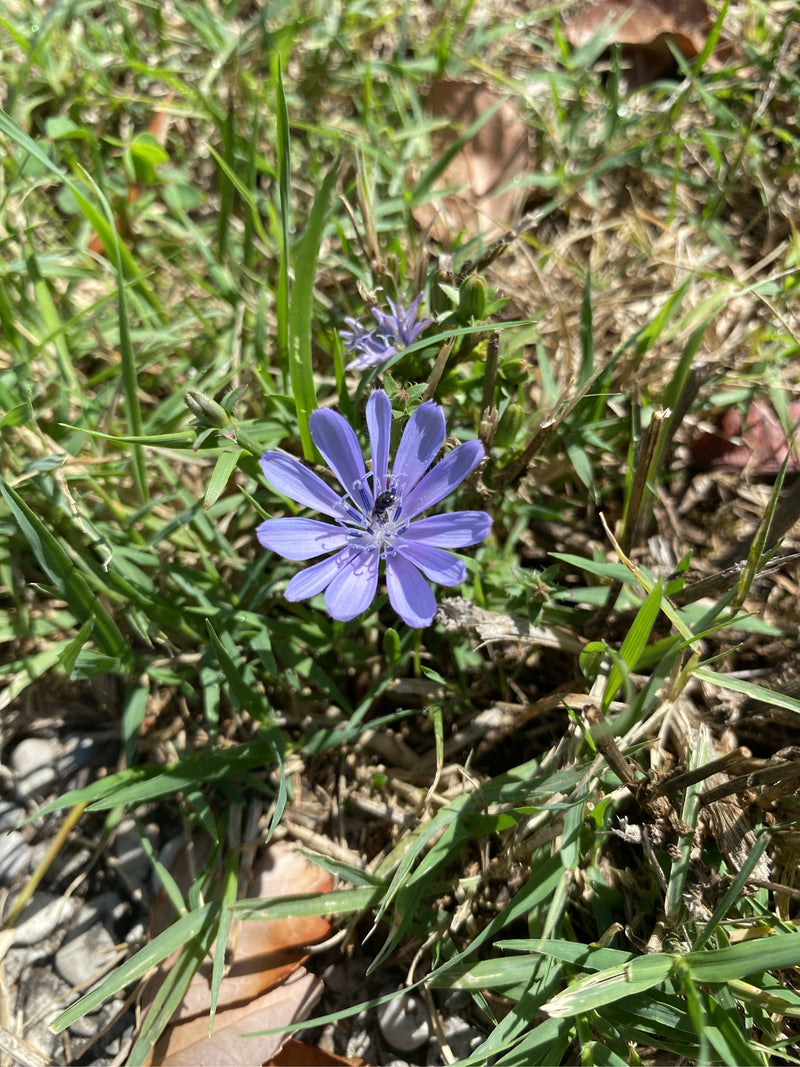 Wegwarte — Bild 3