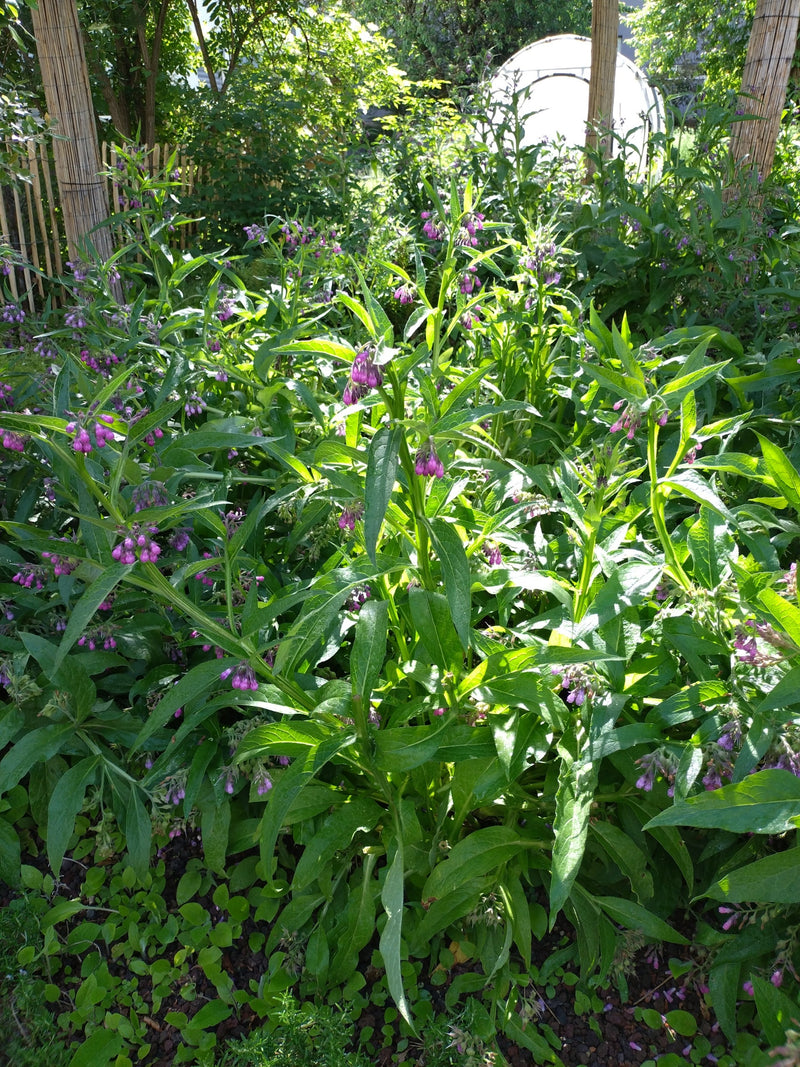 Beinwell — Bild 2