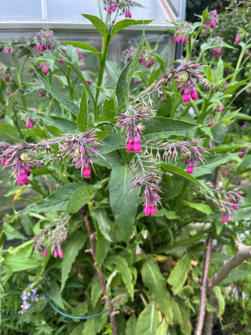 Beinwell — Bild 5