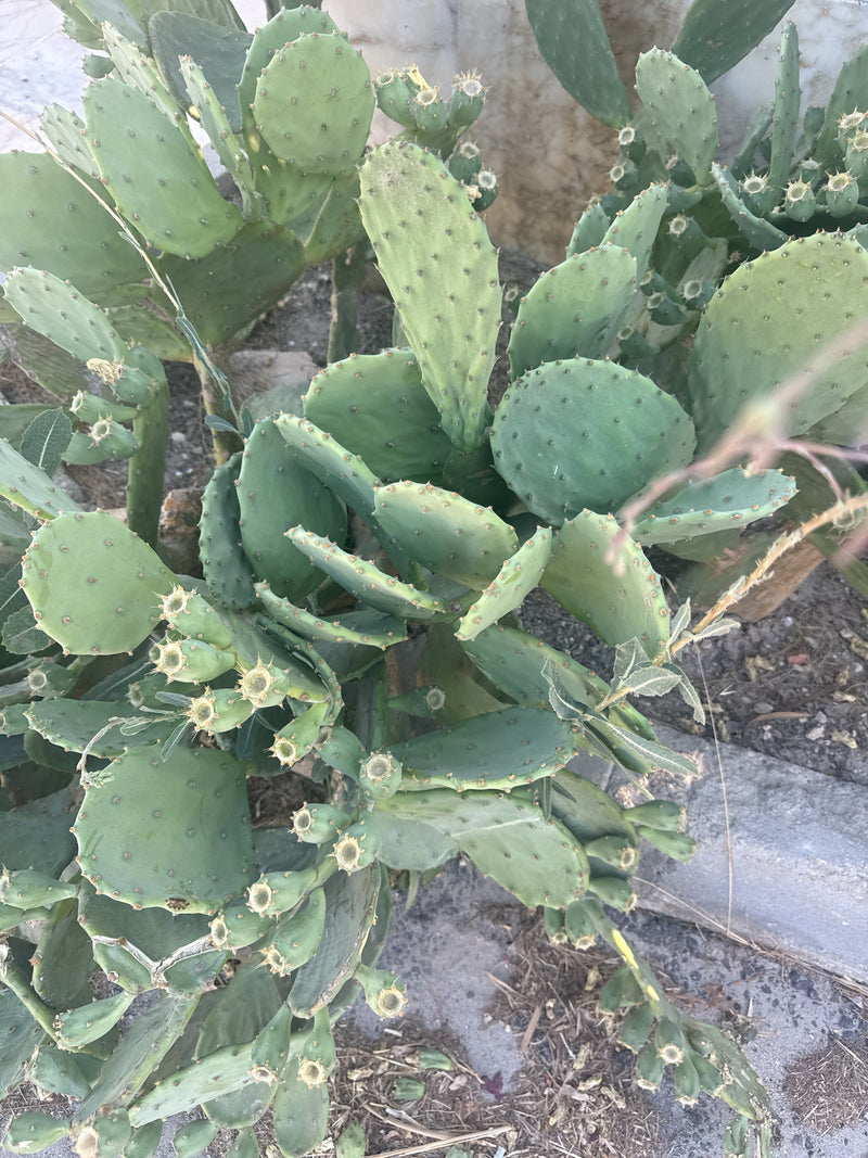 Gewöhnlicher Feigenkaktus — Bild 3