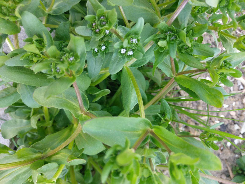 Feldsalat — Bild 1