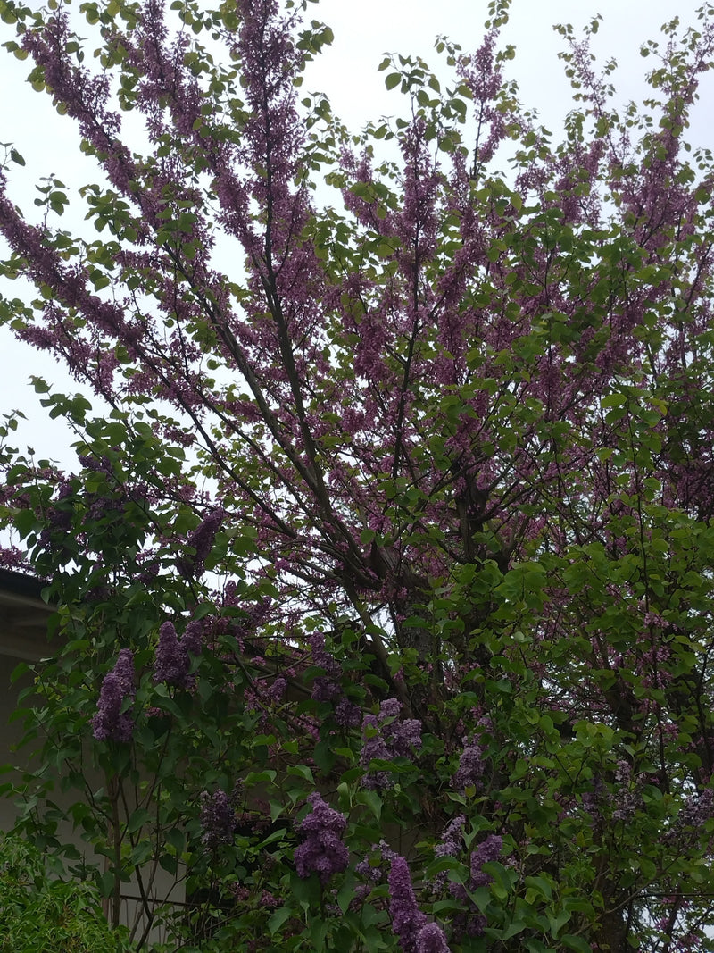 Flieder — Bild 2