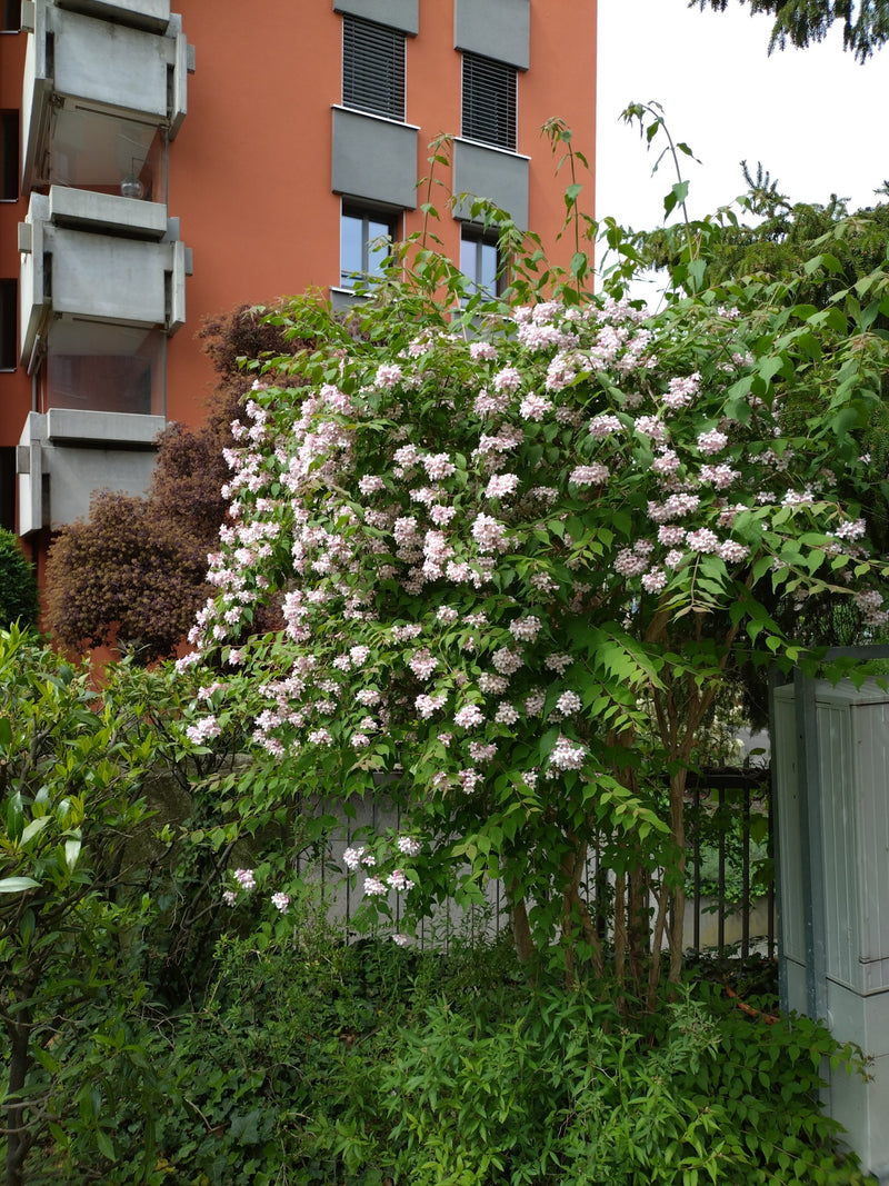 Flieder — Bild 5