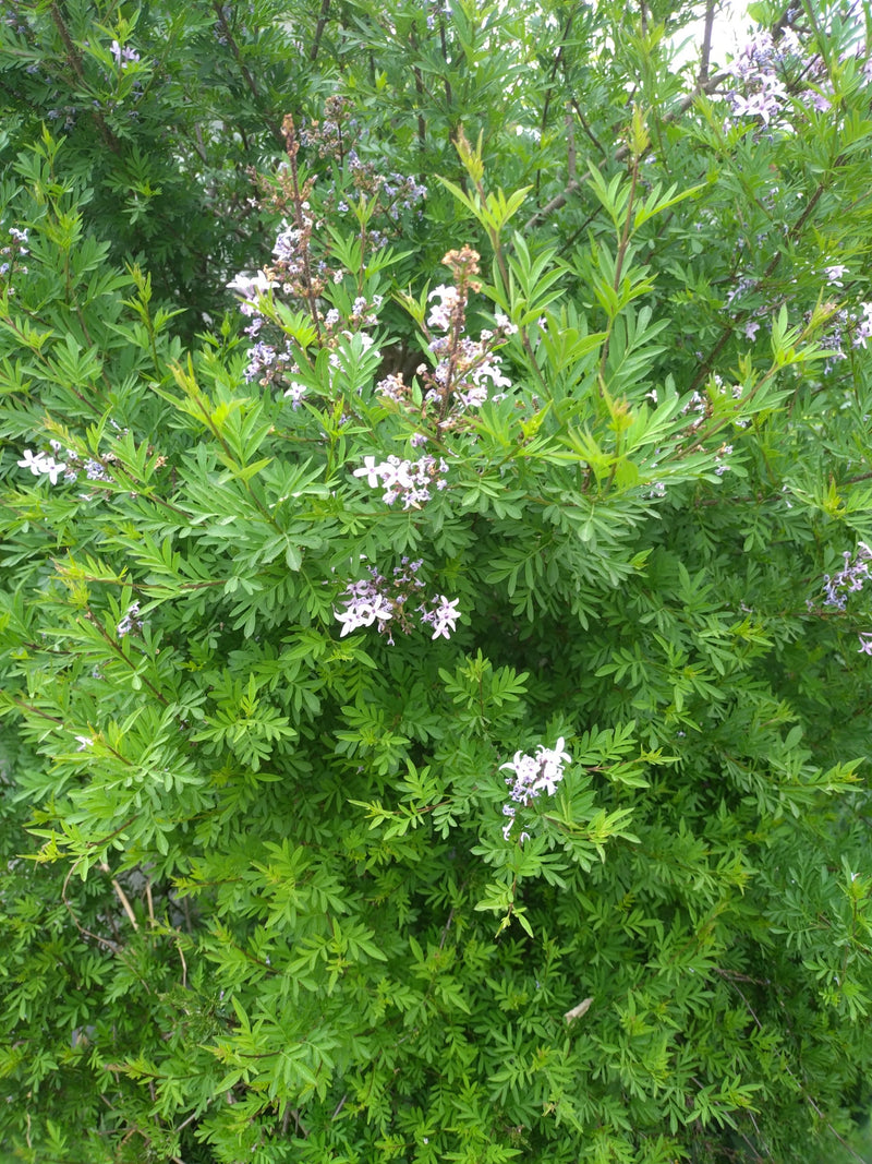 Flieder — Bild 4